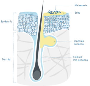 illu-dermite-seborrheique-03.