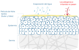 illu-eczema-atopique-01 1