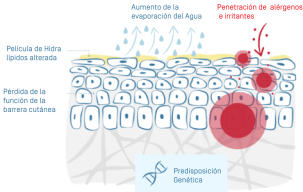 illu-eczema-atopique-02 1.