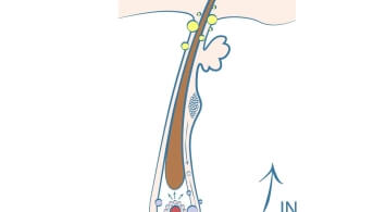 Mécanismes d’action Anacaps Expert